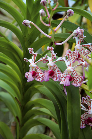 Mnohé druhy orchideí sa dajú pestovať aj v závesných nádobách. Keď rozkvitnú, kvety budú efektne prevísať nad ostatnú zeleň.