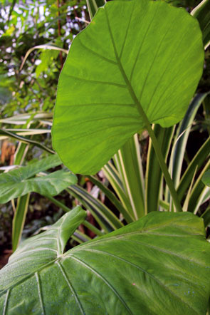 tropická rastlina v zimnej zahrade