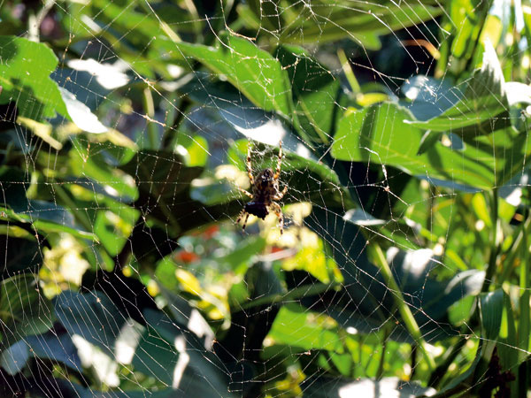 V tieni zosnoval svoju sieť pavúk z čeľade araneidae – križiakovité.