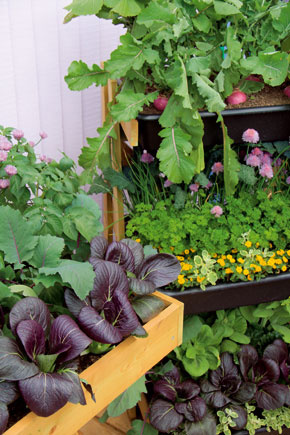 TIP na balkón: Malá zeleninová záhradka