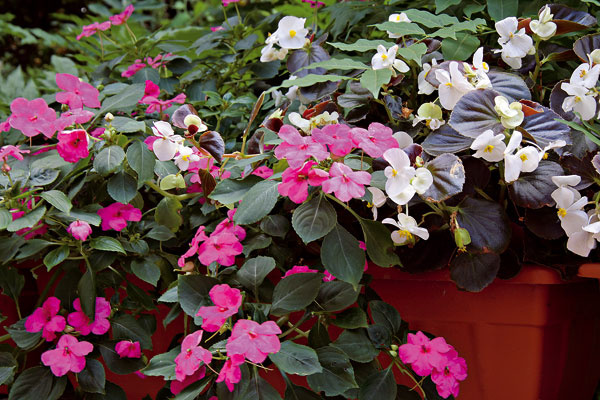 Aj na balkóne, ktorý si neužije veľa slnečných lúčov a väčšinu dňa je v tieni, môžu kvitnúť krásne kvety. Treba len zvoliť správne druhy – fuksie (kríkovité alebo stromčekovité formy), begónie, netýkavky (na obrázku), okrasný tabak, bakope, vejárovka. Nádherné sú datury (ľudovo nazývané anjelské trúby), ktoré tienistý balkón zaplnia príjemnou vôňou.