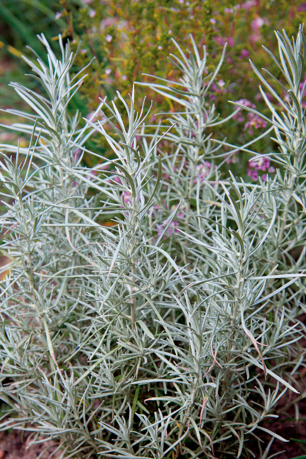 Nepoznané kari
Pod označením kari asi málokto hľadá ne­nápadnú trvácu rastlinu slamihu taliansku (Helichrysum italicum) – vždyzelený menší krík. Kvety tejto rastliny sú skôr nenápadné (žlté), objavujú sa v lete. Obľubuje slnečné a suché miesta. Slamiha vynikne v štrkových záhonoch aj v nádobách. Jedinou jej nevýhodou je, že v tuhších zimách namŕza. Preto je nevyhnutné chránené stanovište, prípadne ju na zimu zakryte. Z rastliny sa využívajú striebristé ihlicovité listy dlhé asi 3 cm – čerstvé aj sušené. Pridáva sa do polievok, k dusenému mäsu a do ryžových jedál. Sušená kytička chráni šatstvo pred moľami.