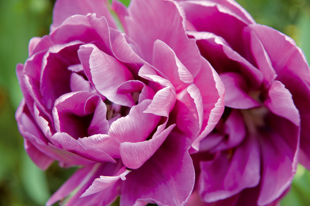 V poslednom čase prenikajú do záhrad hlavne plnokveté kultivary tulipánov, ktorých kvety sú nielen sýto sfarbené, ale aj trvácnejšie.