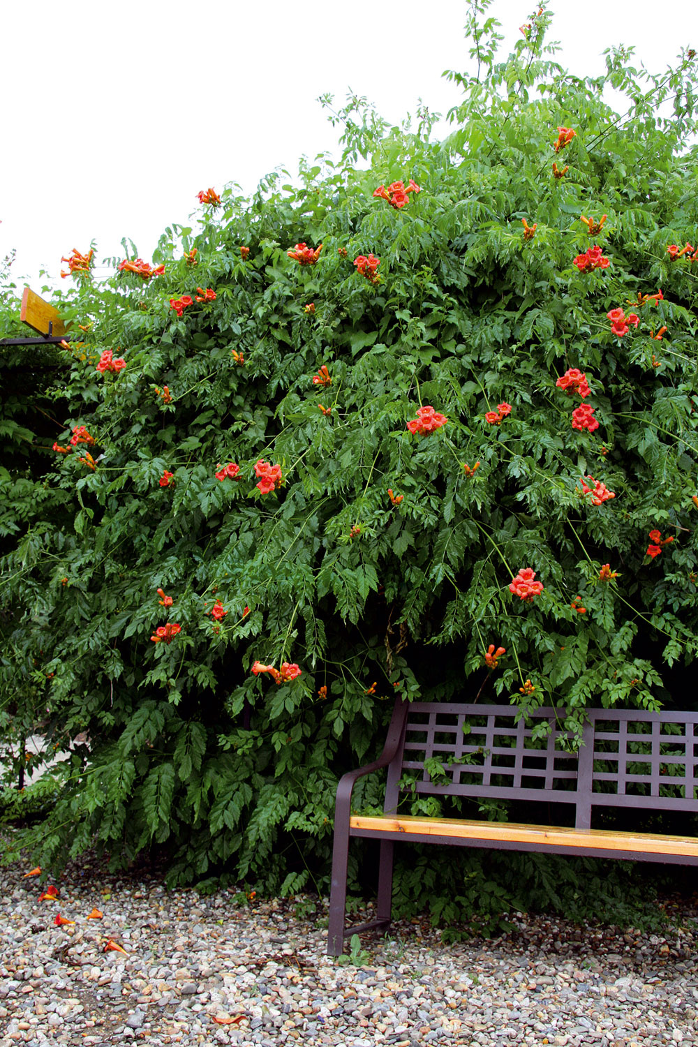 Trúbkovec koreňujúci má nápadné sýtooranžové kvety. Mohutne rastie, preto potrebuje pevnú oporu. Vynikne napríklad pri starých či vysychajúcich ovocných stromoch. 