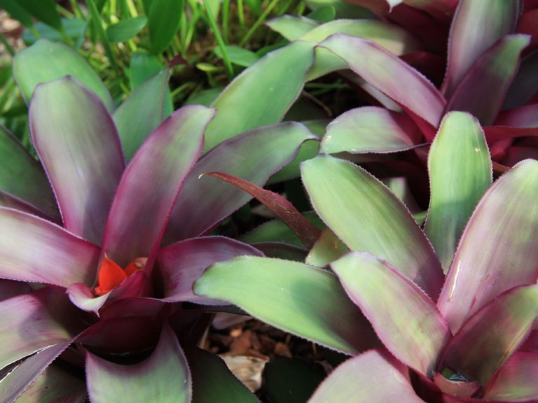 Izbové rastliny s atraktívnymi farebnými listami