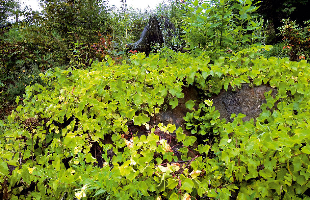 Vinič obrastajúci skalu zohrieva teplo, ktoré je v nej naakumulované. Jeho korene chráni dosádzaný podrast bylín a zeleniny a mikrozónu uzatvárajú z náveternej strany stromy.