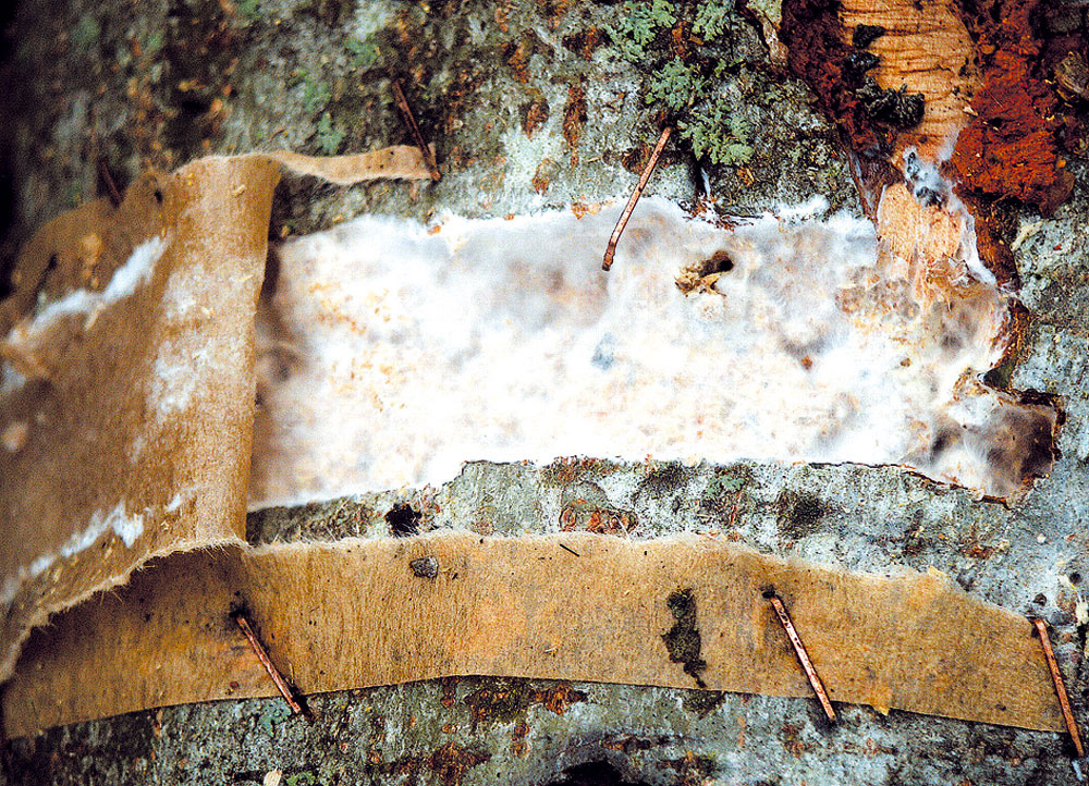Postup založenia hubovej kultúry do dreva: drevo sa naočkuje myceliom, ktoré prerastie hmotu. V obchodoch dostať kúpiť malé drevené štepy – kolíky, porastené myceliom (tzv. kolíčková sadba). Do dreva sa urobia otvory len o málo väčšie ako štepy, ktoré sa do nich zasunú. Dôležité je, aby bol medzi kmeňom a kolíkom dobrý kontakt. Mycelium potrebuje tieň, rovnomernú teplotu a vlhkosť, preto treba kmeň postaviť do tieňa blízko vody, prikryť lístím alebo jutovými vrecami a otvory v dreve uzavrieť čerstvým konárikom, lepiacou páskou alebo plastovou fóliou. Inak by sadbu zožrali slimáky, myši alebo vtáky, mohla by ju napadnúť pleseň alebo by vyschla. 