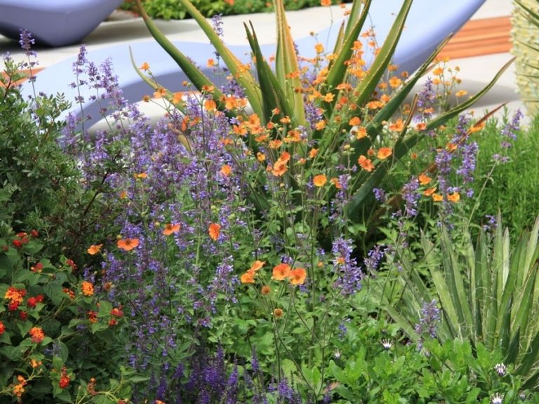 VIDEO Oživte svoju záhradu farbami!