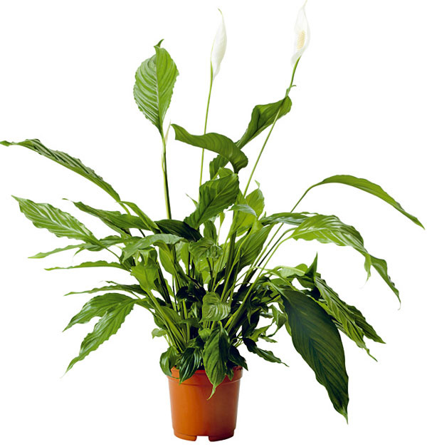 Lopatkovec (Spathiphyllum ‚Cupido‘) Vhodný do: tmavšej obývačky, spálne, kúpeľne.