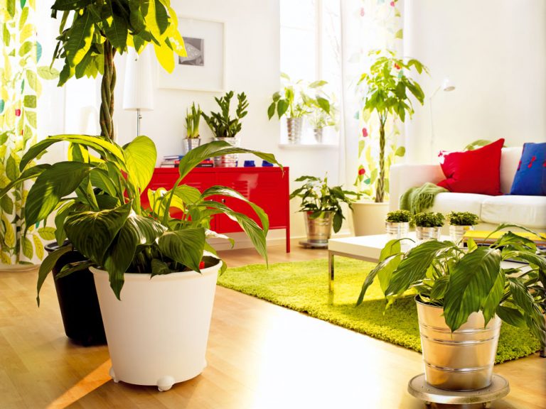 Aké izbové rastliny sú vhodné do vašeho bytu?