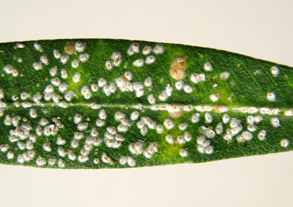 Štítnička brečtanová parazituje aj na liste oleandra.
