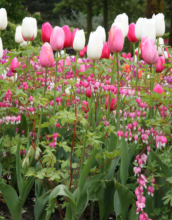 Tulipány. Pestrofarebný záhon so 100 tulipánmi vás vyjde asi na 50 €.