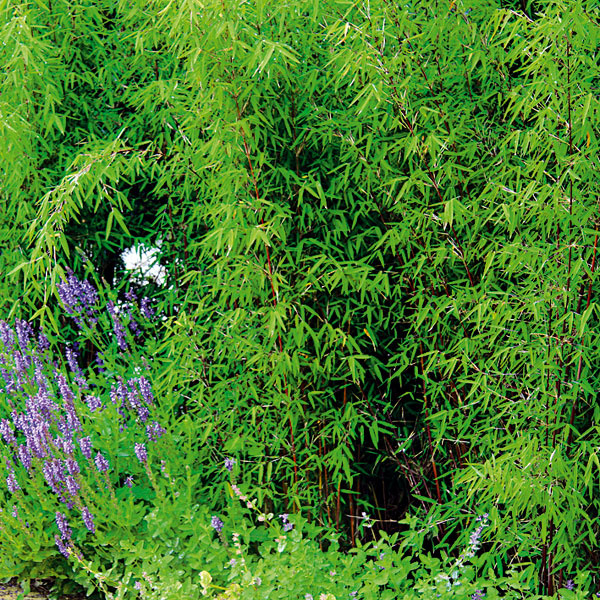 Letný karneval farieb. Láskavec (Amaranhus tricolor) je u nás menej známa, no veľmi efektná letnička, ktorá do záhrady vnesie v lete a najmä na jeseň hravú farebnosť. Dobre sa rozmnožuje semenami, vysaďte ho na definitívne miesto, pretože zle znáša presádzanie. Vyžaduje si slnko, skôr sucho a miesto chránené pred vetrom s výživnou a priepustnou pôdou, v lete pravidelnejšiu zálievku. Vynikne najmä vo vidieckych záhradách a v zmiešaných výsadbách. V tomto období si ho môžete dobre prezrieť a na jeseň vysiať. Nasledujúcu sezónu začne s prvým oteplením sám vyrastať.