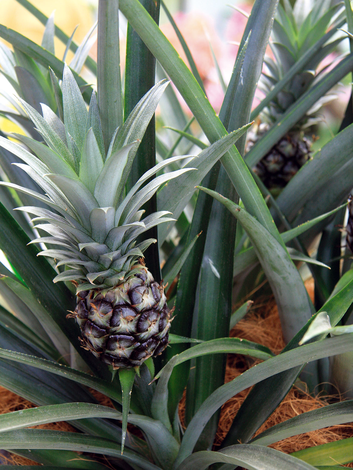Ako pestovať ananás  Ananás (Ananas comosus) je vďačnou izbovkou pôvodom z Brazílie. Ide o listami atraktívnu rastlinu, občas sa však na nej môže objaviť aj menší plod. Listy sú dlhé a remeňovité, zelené alebo so žlto-zelenými pásikmi. Dobre rastie na svetlom mieste pri teplote 18 až 21 °C. V zime potrebuje viac sucha, substrát by ale nemal byť suchší dlhší čas (v zime ho zalievajte raz týždenne). Predpokladom vytvorenia plodu je prihnojovanie (počas sezóny asi raz týždenne). Rastlinu je dobré aj ovlažovať, respektíve zvyšovať v jej okolí vzdušnú vlhkosť. 