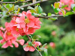 10 najkrajších kvitnúcich drevín do jarnej záhrady