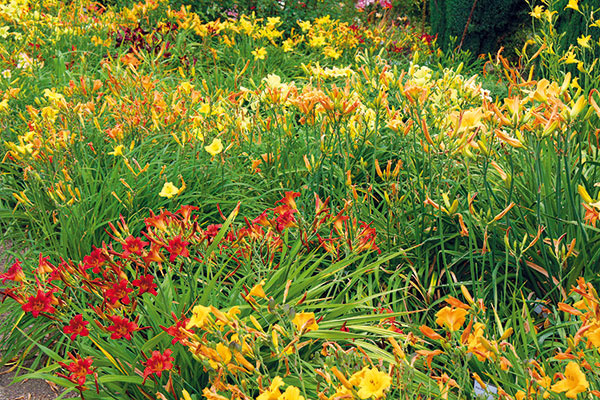 Začiatkom leta sa v záhrade možno tešiť z kvitnúcich ľalioviek (Hemerocallis). Precíznym výberom rôznych druhov a kultivarov si môžete zabezpečiť kvitnutie takmer počas celého leta. Ľaliovka predstavuje nenáročnú rýchlorastúcu trvalku, ktorá je vhodná do zmiešaných záhonov, k jazierkam, potokom i plotom. Vyniká elegantným trávovitým rastom a dlhovekosťou. Najkrajšie kvitne na slnečnom mieste, neprekáža jej však ani polotieň. Jednotlivé kvety vydržia na rastline iba jeden deň – po odkvitnutí ich treba odstrániť. Ľaliovky potrebujú pravidelný prísun vlahy, prihnojenie na jar a po odkvitnutí. Vysádzať ich možno aj v lete s koreňovým balom. Rastlinu stačí presadiť asi raz za päť rokov.