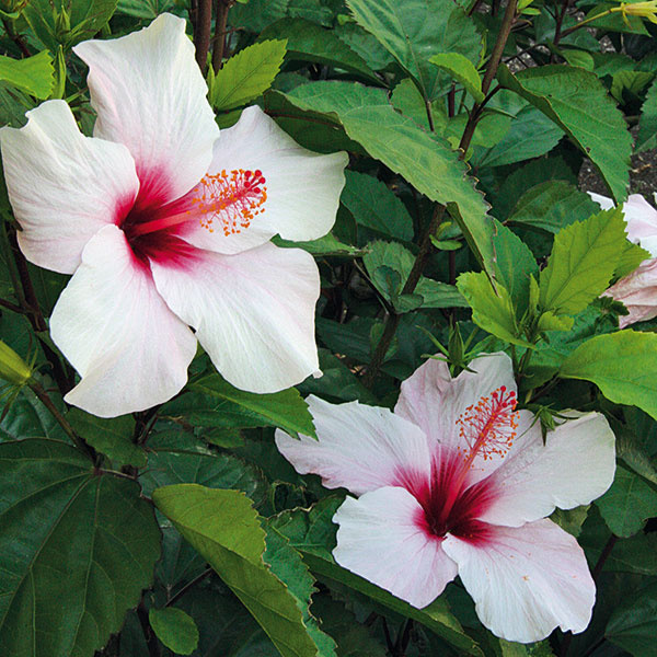 Ibištek čínsky (Hibiscus rosa-sinensis) patrí k obľúbeným kvitnúcim črepníkovým rastlinám. Najčastejšie sa pestuje v interiéri, no počas leta ho možno pestovať aj vo väčšej vegetačnej nádobe na balkóne či terase. Letný pobyt v exteriéri rastline viditeľne prospeje – výsledkom bude vitálnejší vzhľad aj bohatšie kvitnutie neraz až do neskorej jesene. Ibištek by mal byť počas leta umiestnený na slnečnom a teplom mieste chránenom pred vetrom. Nevyhnutná je pravidelná a výdatná zálievka (substrát by nemal nikdy úplne vyschnúť). Okrem toho je potrebné rastlinu až do konca augusta prihnojovať viaczložkovým hnojivom na kvitnúce izbovky. V polovici septembra je potom potrebné myslieť aj na prenesenie rastliny do interiéru. 