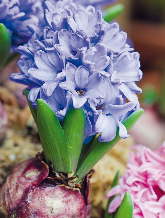 Jar sa už neodmysliteľne spája s kvitnúcimi cibuľovinami, ktoré sa však nemusia zaskvieť len na záhradných záhonoch. Spestriť nimi možno aj terasy, balkóny či nevykurované zimné záhrady. V tomto období dostať kúpiť narýchlené narcisy, krokusy, hyacinty, tulipány, modrice, kosatčeky či scily. Vhodné je zakúpiť si cibuľoviny rôznych veľkostí, vďaka čomu vznikne prirodzená rozmanitosť tak ako v prírode. Vyberať však treba len jedince s mierne rozkvitnutými kvetmi, aby ste sa z nich doma mohli tešiť čo najdlhšie. Umiestnite ich na chránené slnečné miesto, kde pri pravidelnej závlahe vydržia pomerne dlho svieže. Po odkvitnutí ich môžete presadiť na vybrané miesta v záhrade alebo predzáhradke. 