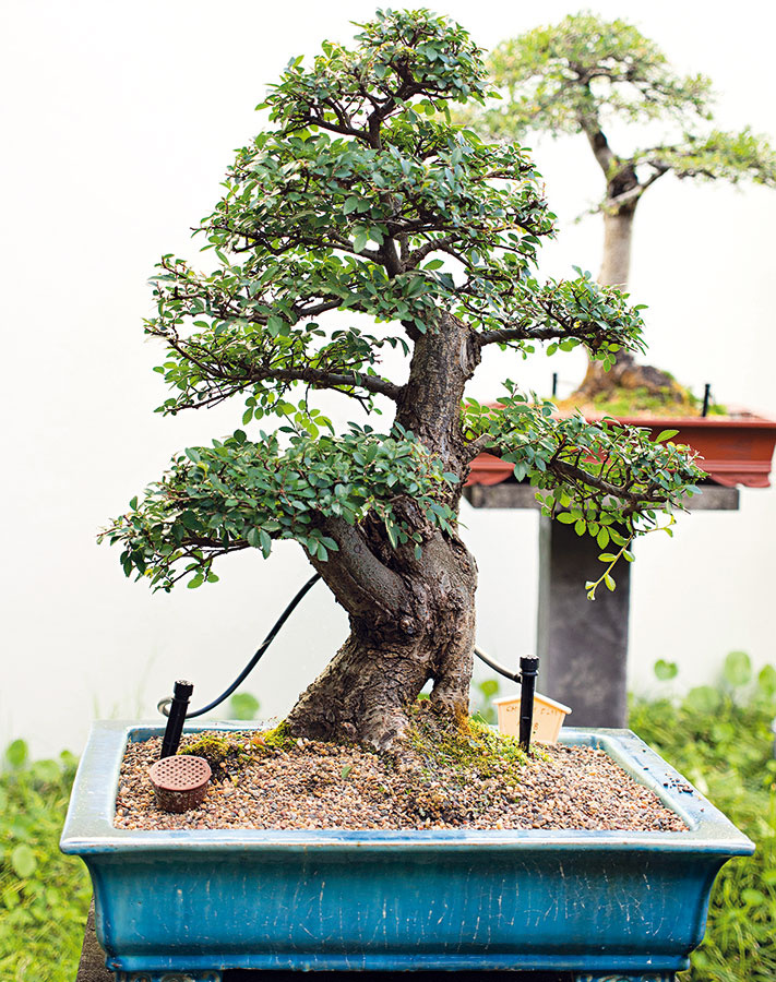 Aby si bonsaje udržali príťažlivý vzhľad a dlhovekosť, potrebujú pravidelnú starostlivosť. Nevyhnutný je opakovaný rez, tvarovanie konárikov (napríklad pomocou špeciálneho drôtu) a prínosná je aj redukcia koreňového balu. V zásade platí, že nadzemná časť rastliny by mala byť v rovnováhe s tou podzemnou, preto treba obe časti bonsaja skoro na jar upraviť rezom. Postupovať treba opatrne, ideálne je skrátiť najmä korene prerastajúce z kompaktného koreňového balu, prípadne možno koreňový bal aj zmenšiť (nie je však dobré rozoberať ho). Následne bonsaj presaďte do novej nádoby s čerstvým, na živiny bohatým substrátom. Nádoba by nemala byť rozmernejšia, pretože iba pri jej malých rozmeroch si drevina udrží miniatúrny vzhľad aj drobnejšie listy. 