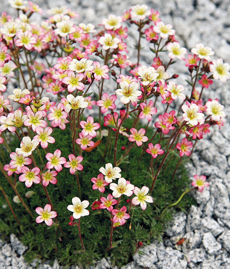 Skoro na jar dostať v kvetinárstvach kúpiť kvitnúce lomikamene (Saxifraga x arendsii). Ide o nenáročné nízke trvalky alebo skôr skalničky, ktoré v ostatnom čase nachádzajú uplatnenie v moderných záhradách, átriách, štrkových záhonoch a dokonca aj vo vegetačných nádobách. Kvitnú podľa druhu od marca do mája bielymi, ružovými alebo červenými kvetmi. Lomikamene tvoria kompaktné husté koberčeky, ktoré pekne vyzerajú v malých skupinkách. Ich listy sú celoročne zelené a nádherné aj v spojení s ľadom a srieňom. Lomikamene väčšinou netrpia chorobami ani škodcami. Sú pestovateľsky nenáročné − postačí občas vybrať staršie trsy a rozdeliť ich. Najkrajšie sa rozrastú v polotieni a vo vlhkej humóznej pôde. Lomikamene sú výbornou voľbou do minimalistických záhrad. 