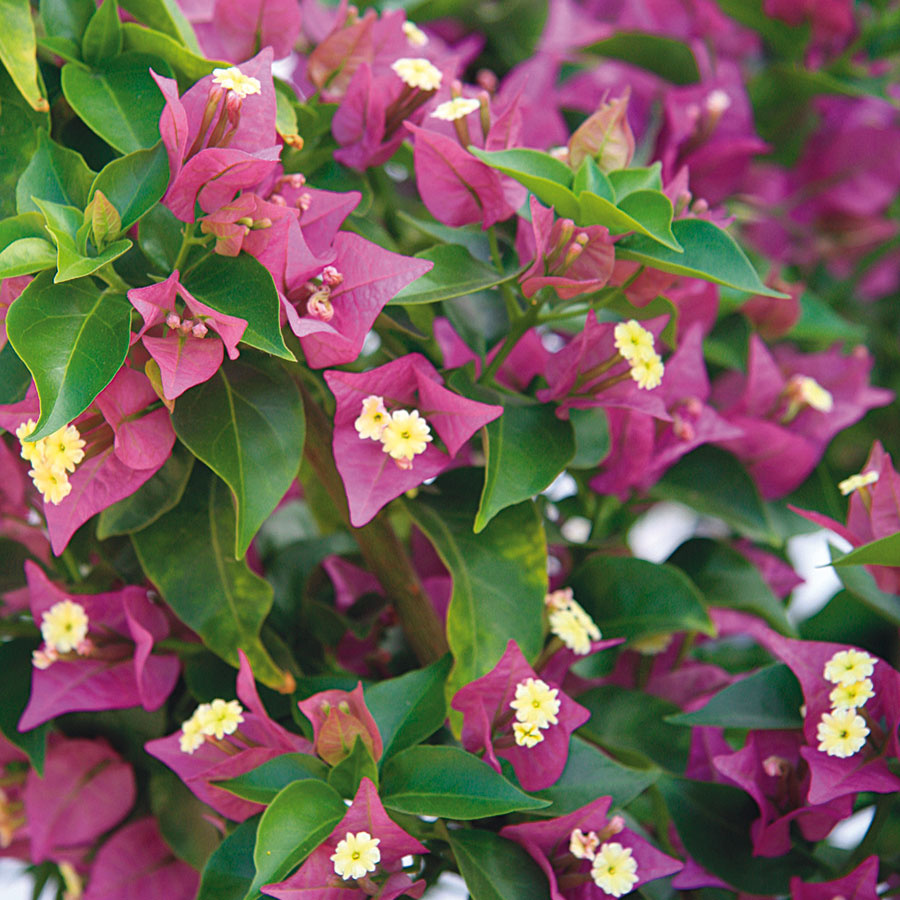 Bugenvilea (Bouganvillea glabra) pri vhodnej opore a intenzívnej zálievke nádherne rozkvitne.  