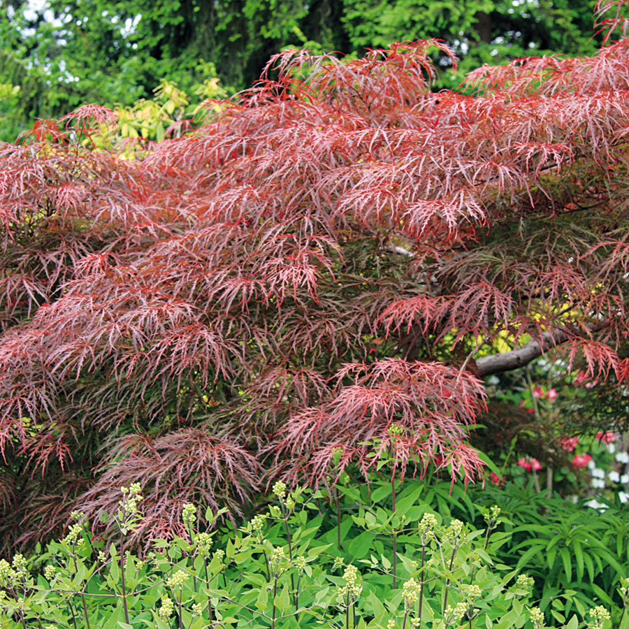 Japonský javor (Acer palmatum) je dekoratívna drevina, ktorá vyžaduje vyššiu vzdušnú aj pôdnu vlhkosť. 