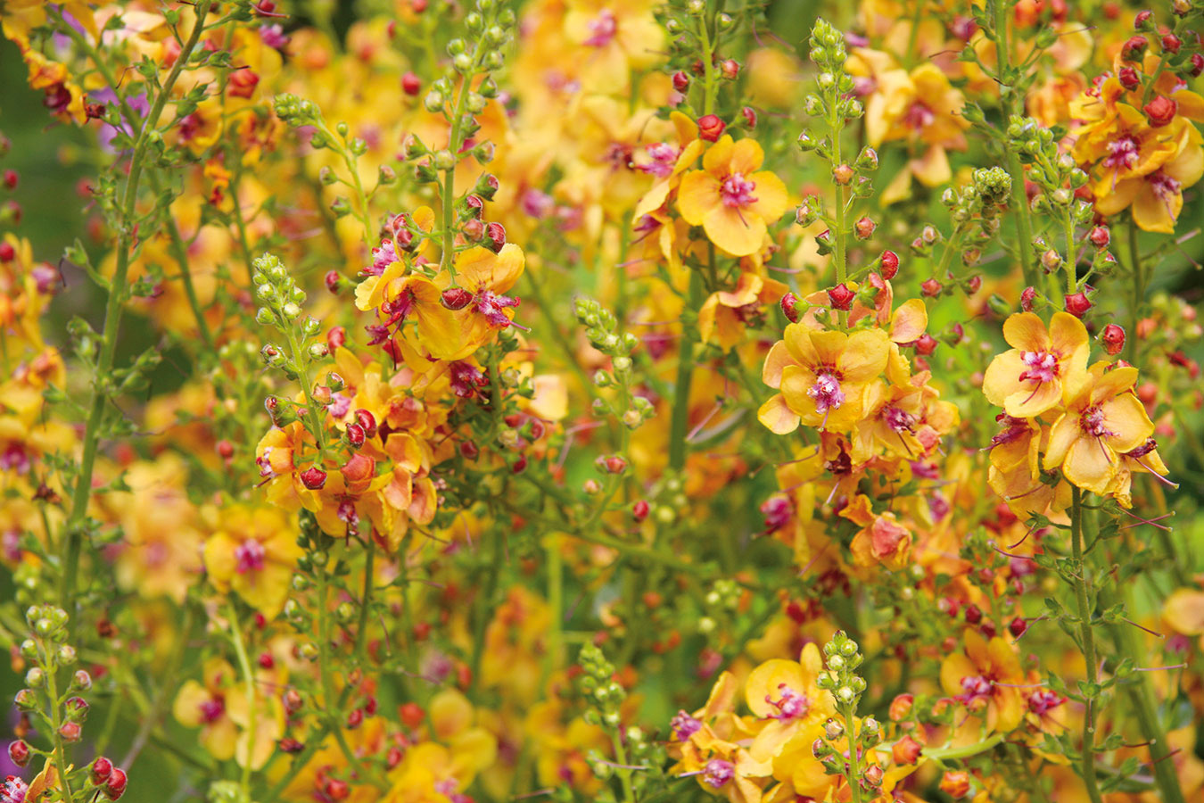 Divozel (Verbascum) mnohí poznajú ako liečivú rastlinu, ide však zároveň o obľúbenú trvalku, pričom v ponuke nájdete viacero druhov aj kultivarov. 