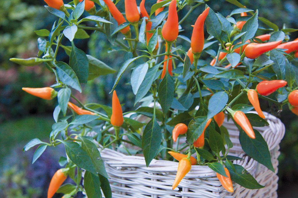 10 najkrajších rastlín pre farebnejšiu jeseň
