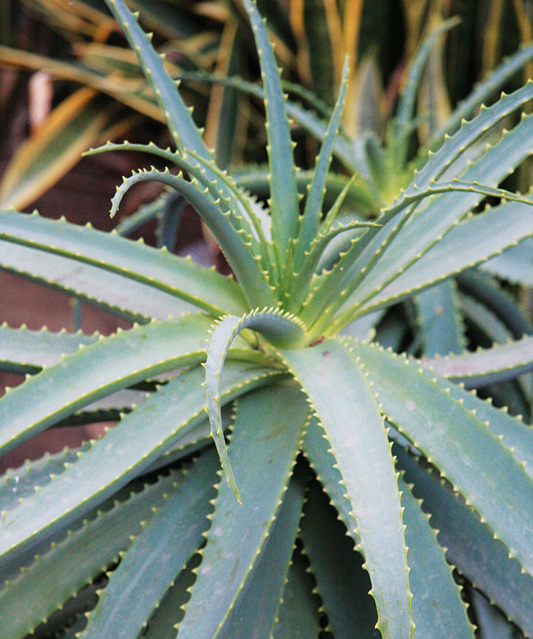 Aloa (Aloe) patrí k obľúbeným izbovým rastlinám. Okrem najčastejšie sa vyskytujúceho druhu Aloea arborescens sa v poslednom čase upriamuje pozornosť na Aloe vera, a to najmä v súvislosti s mimoriadne pozitívnymi medicínskymi vlastnosťami. Čerstvú šťavu, ktorú získate po odlomení listov, možno použiť na ošetrenie drobných rán a popálenín. Rastlina vynikne v modernom aj staršom interiéri, napríklad v kuchyni, predsieni alebo v obývacej izbe. Potrebuje svetlo, dostatok tepla, zalievať ju postačí minimálne. V letnom období ju môžete umiestniť na balkón alebo terasu a je vhodné občas ju prihnojiť. Zimovať môže aj v chladnejšom priestore. Aloa zle znáša premokrenie, na ktoré reaguje hnilobou koreňov.   