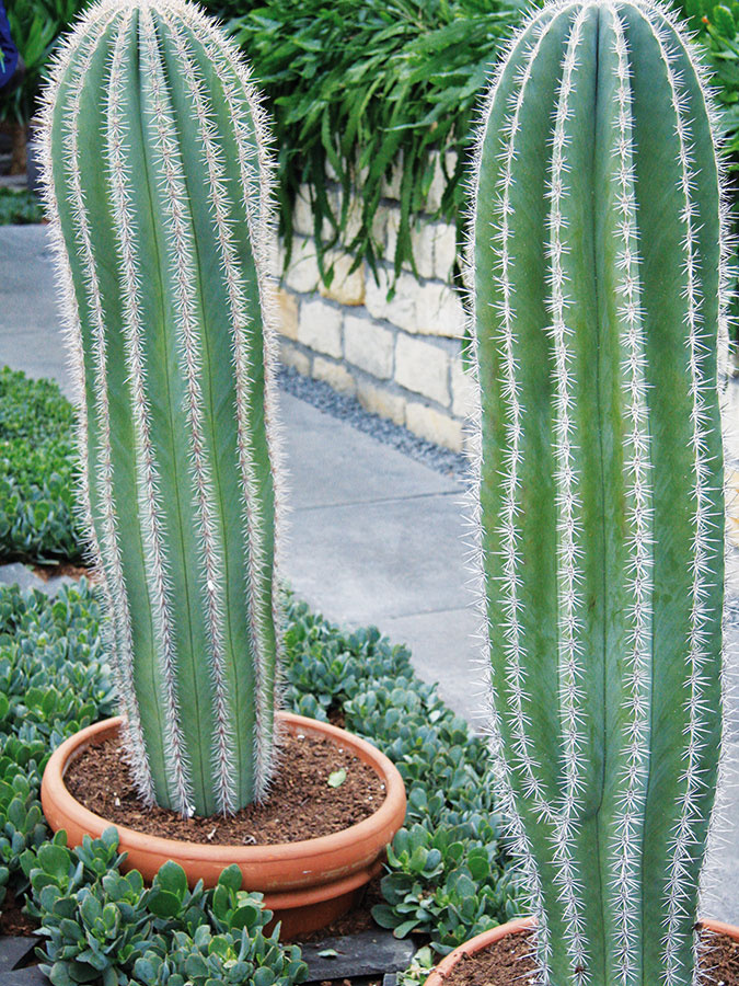 V bytoch milovníkov Mexika a kultúry tejto krajiny by rozhodne nemal chýbať pachycereus (Pachycereus pringlei). Pôvodne stromovitý kaktus vytvára aj v domácich podmienkach efektný, masívne pôsobiaci sivozelený až zelený stĺpik s početnými sivastými tŕňmi. Tento kaktus možno celoročne pestovať v teplejšej, veľmi svetlej miestnosti. Svetlo by malo prichádzať zo všetkých strán, ideálne aj zhora (strešné okno). Vynikne samostatne aj v skupinke, pričom je vhodný skôr do väčších moderných bytov, prípadne do podkrovia, kde nesmie prekážať. Ak sa totiž raz poškodí, regenerácia spravidla trvá dlhšie. Pachycereus vyžaduje kvalitnú kaktusovú zeminu, hlbší hlinený črepník a občasnú zálievku. Jeho zaujímavosťou sú kvety, ktoré sa na starších rastlinách otvárajú v nočných hodinách a počas leta. 