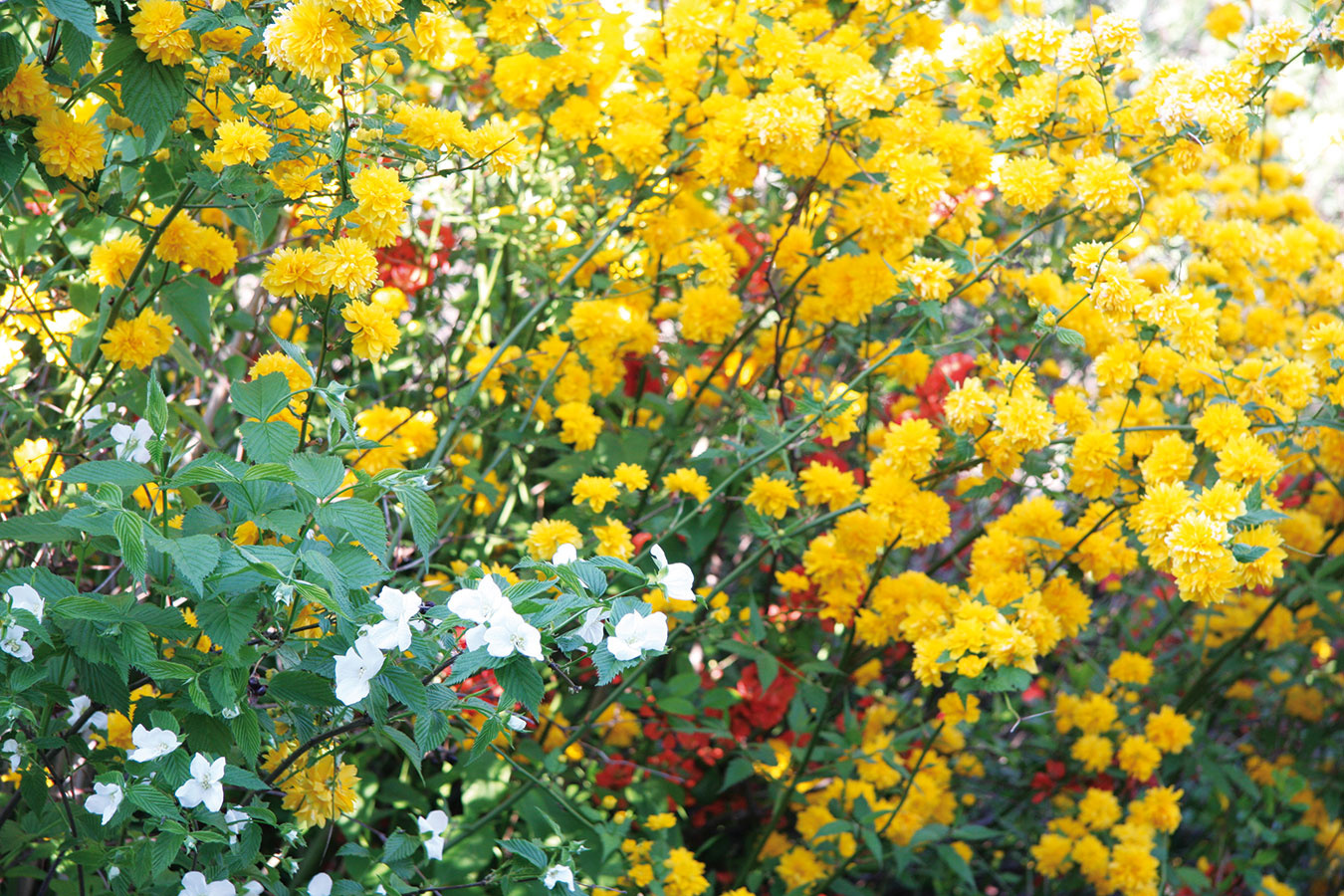 Už na jar môžu v záhrade zažiariť pekne kvitnúce kry, ktoré sa vyznačujú aj sýtymi farbami a neraz i intenzívnou vôňou. Milovníci vôní by určite nemali zabudnúť na pajazmín (Philadelphus coronarius) a najmä orgován (Syringa vulgaris) – v ponuke nájdete čoraz širšiu ponuku farieb kvetov. Typickým poslom jari je zlatovka (Forsythia intermedia), ktorá dorastá do výšky a šírky až 3 m, v ponuke sú ale aj kompaktnejšie kultivary, napríklad ’Week-End‘. K pekným drevinám patria aj okrasné ríbezle (Ribes sanguineum), trojpuk (Deutzia scabra), kalina (Viburnum opulus ’Roseum‘), kéria (Kerria japonica) alebo dulovec (Chaenomeles japonica), ktorý je vhodný do moderných mestských záhrad a záhrad v ázijskom štýle. K pestovateľsky nenáročným krom patrí aj tavoľník japonský, okrasná mandľa alebo tradičná vajgélia. 
