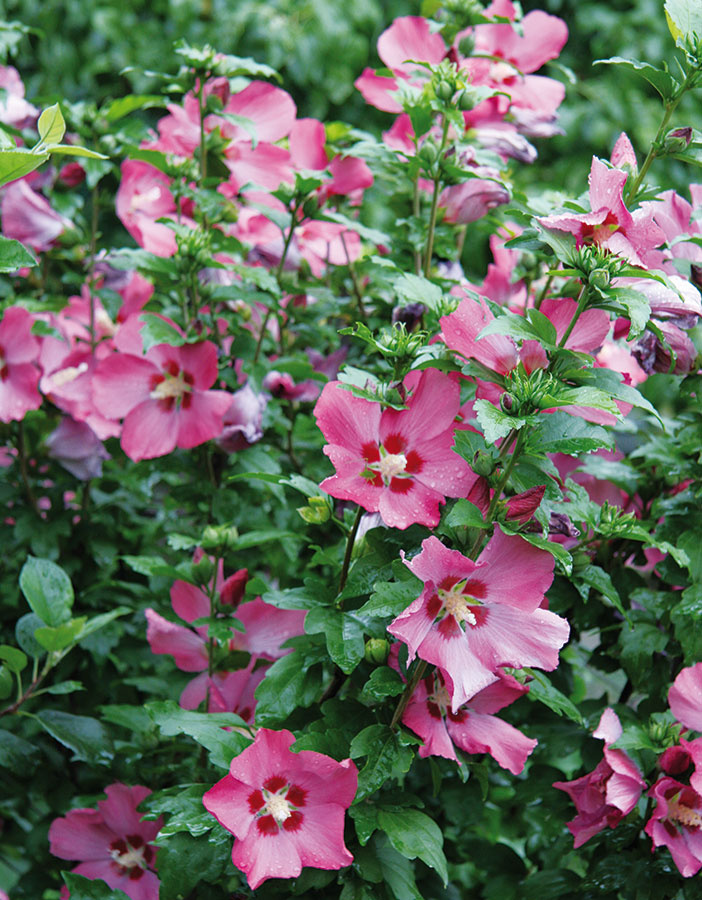 Dreviny, ktoré kvitnú na konci leta, sú čoraz obľúbenejšie. Do záhrad vnášajú farebnosť aj príjemnú vôňu (mnohé majú schopnosť prilákať motýle). Patrí k nim aj budleja (Buddleia davidii), ktorá by nemala chýbať v žiadnej slnečnej záhrade – vynikne najmä v kombinácii s v lete kvitnúcimi trvalkami. Vďačný je aj tavoľník (Spiraea bumalda), najmä kultivar ’Anthony Waterer‘ s bordovými súkvetiami alebo ibištek (Hibiscus syriacus), napríklad jeho plnokveté formy. Nenáročný dlhoveký nátržník (Potentila fruticosa) je zase ideálny do predzáhradiek a svahy môžete nechať porásť pôdopokryvným ľubovníkom (Hypericum calycinum). Peknými modrými kvetmi a striebristým olistením upúta perovskia alebo bradavec. Zabúdať netreba ani na obľúbenú levanduľu, ktorou môžete netradične olemovať záhony.