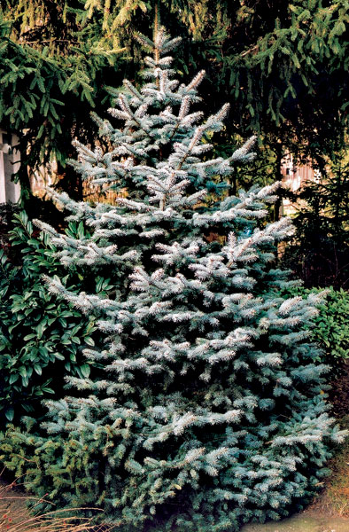 Vianočný stromček (nielen) do obývačky