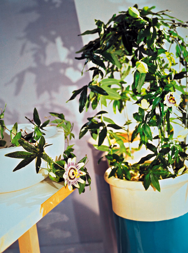 Popínavé rastliny v interiéri
