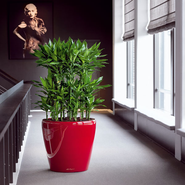 Naordinujte si 6 rastlín do obývačky!