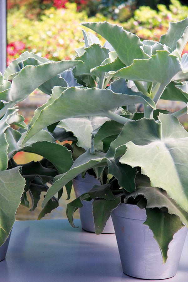 Kalanchoe je pestovateľsky nenáročný sukulent, ktorý vyžaduje dostatok svetla a dobre znáša aj suchší vzduch, preto je vhodný aj na slnkom zaliate parapety. 