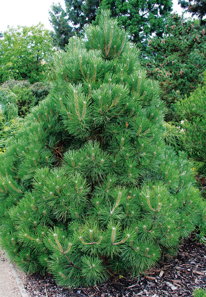 Liečivá borovica. Nenáročný dlhoveký ihličnan ponúka viaceré zaujímavé druhy a kultivary (vhodné aj do menších záhrad). Borovici (Pinus) najlepšie vyhovuje slnečné miesto s priepustnou pôdou. Vo všeobecnosti platí, že čím je staršia, tým pôsobí atraktívnejšie.
