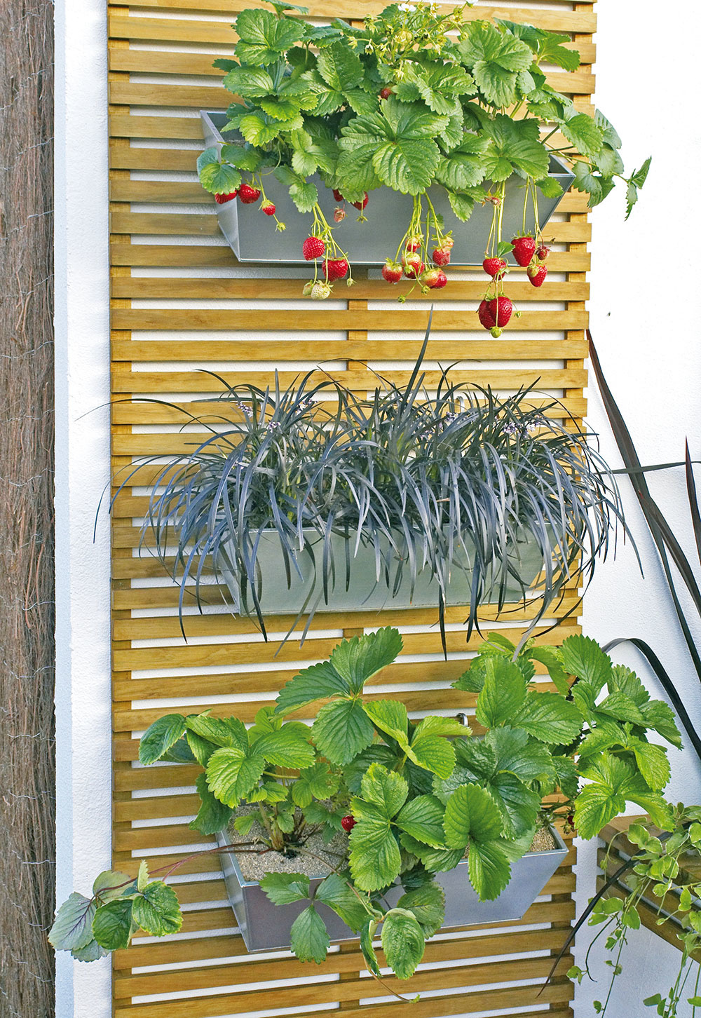 Kto by nemal rád jahody? Pestovať ich možno aj na balkóne. Stačí zvoliť správny kultivar, vybrať vhodnú nádobu a použiť substrát určený na ich pestovanie. A nezabudnite ich pravidelne zavlažovať. Pri pestovaní zelene na balkóne vám pomôžu využiť priestor aj do výšky regály alebo kovové siete, ktoré pripevníte na stenu.
