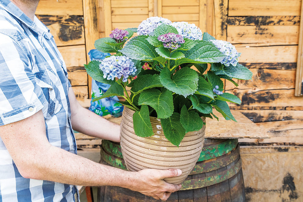 Ako pestovať hortenzie v nádobách