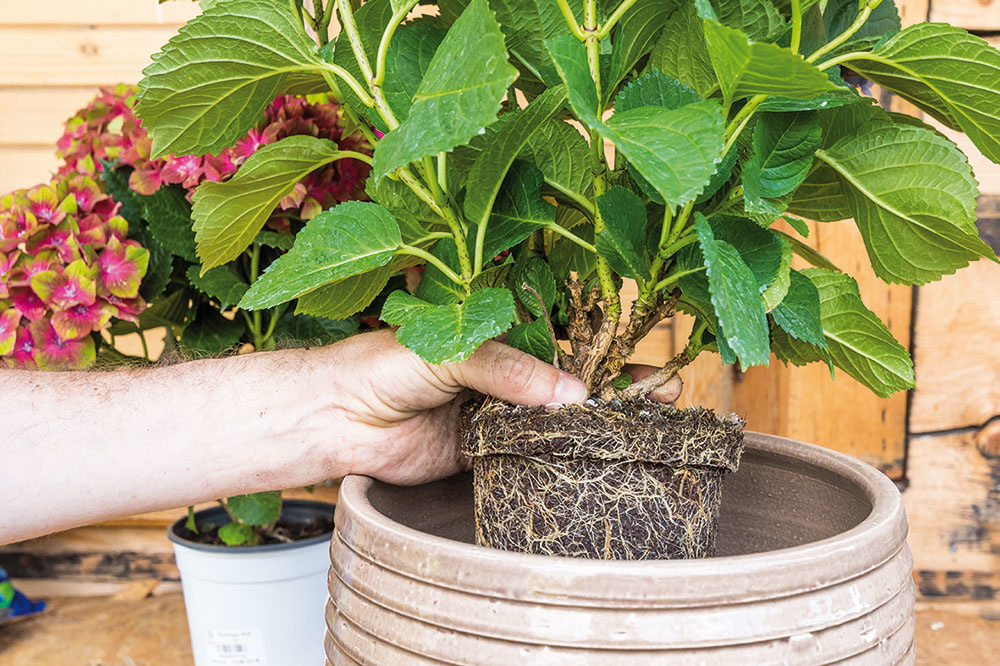 Rastlinu opatrne vložte do vegetačnej nádoby a dajte pozor, aby ste pri manipulácii nepoškodili jej listy alebo kvety. 