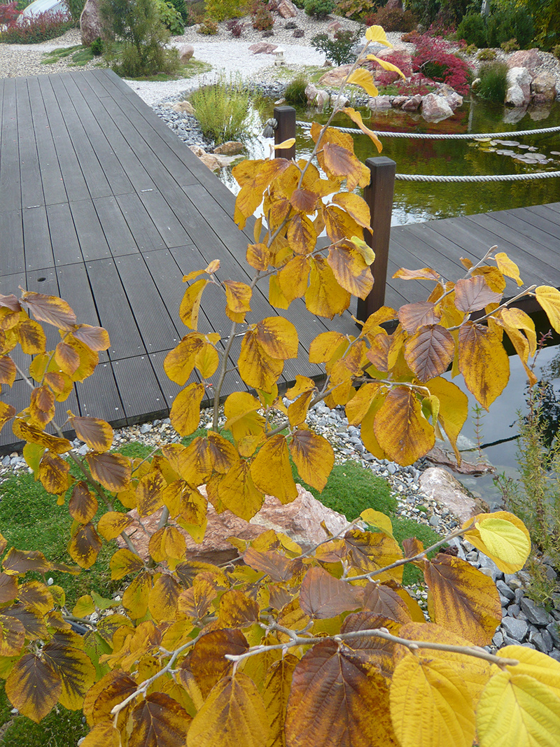 Dreviny, ktoré zaplavia záhradu na jeseň farbami