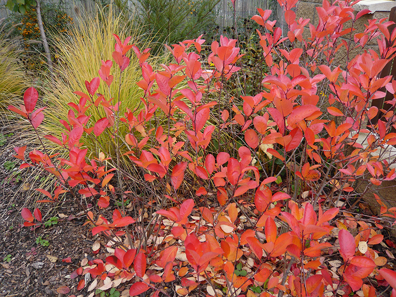 Dreviny, ktoré zaplavia záhradu na jeseň farbami
