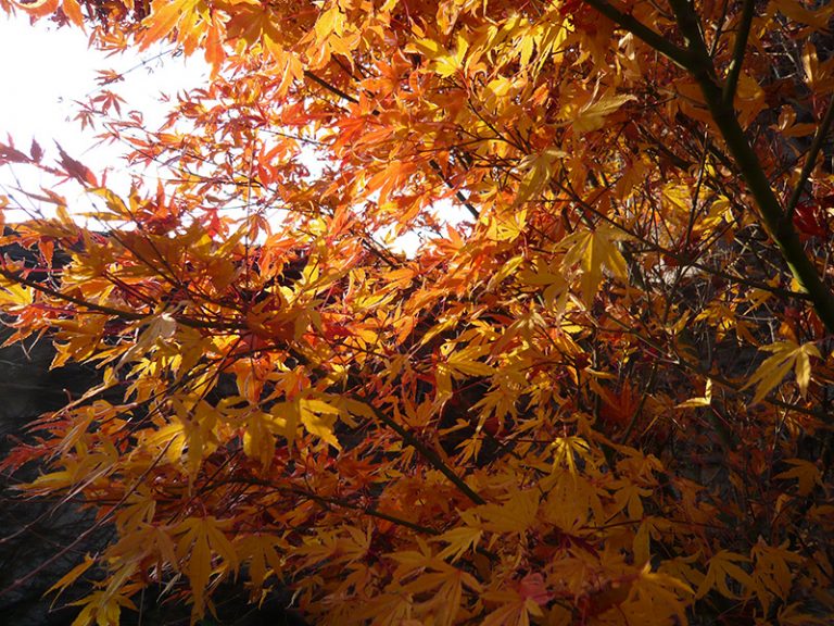 Dreviny, ktoré vašu záhradu na jeseň zaplavia farbami