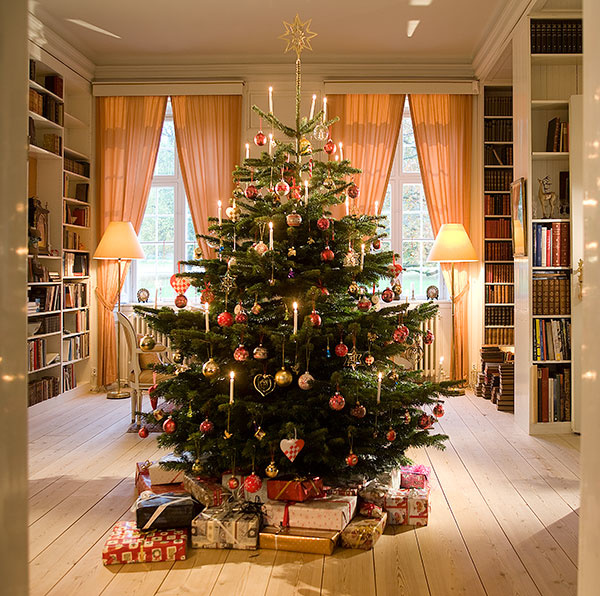 Kaukazská jedľa - najobľúbenejší vianočný strom slovenských domácností