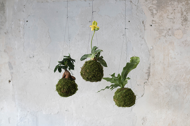 Levitujúce interiérové rastliny? Inšpirujte sa týmito krásnymi závesnými dekoráciami