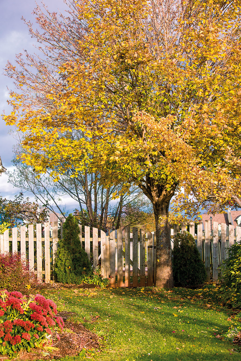Aké druhy okrasných listnatých stromov si vybrať do záhrady a podľa čoho?