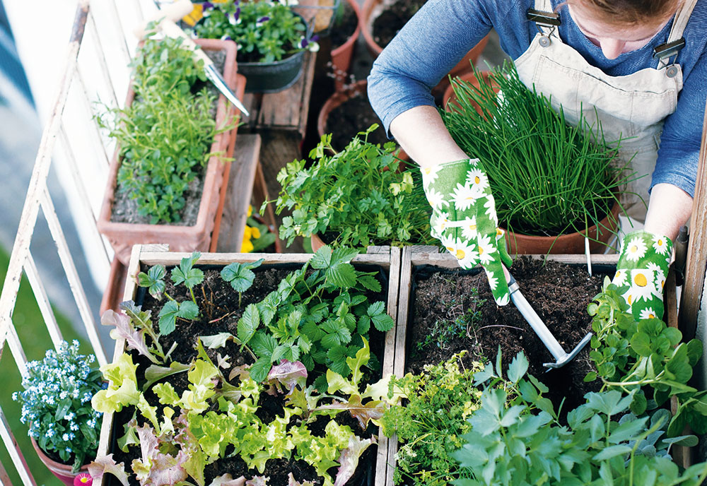Ako si na balkóne vytvoriť vlastnú záhradku