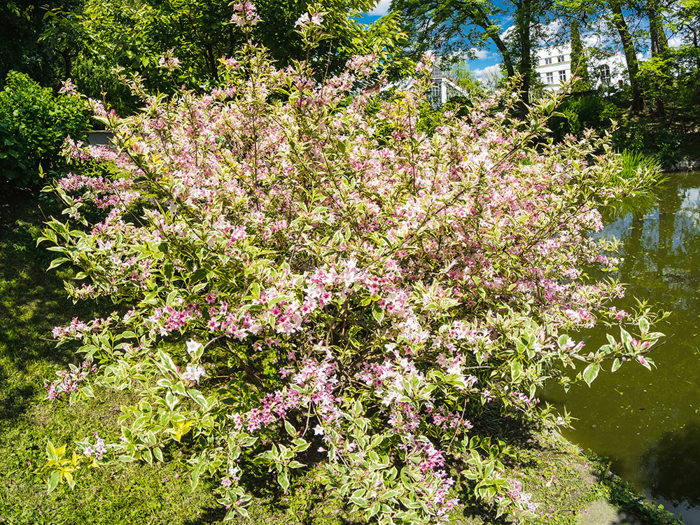 10 najkrajších kvitnúcich kríkov pre menšie aj väčšie záhrady