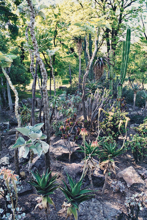 Kaktusy v záhrade