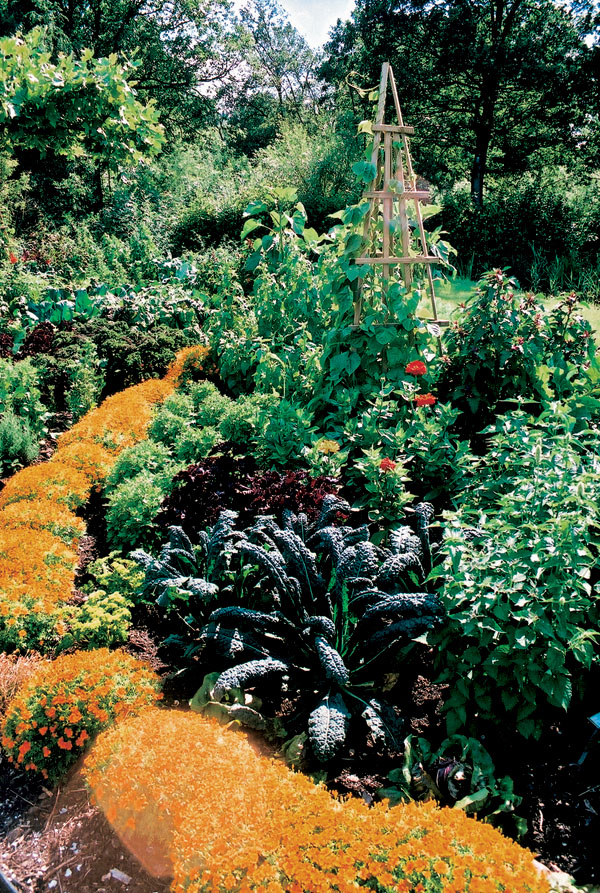 Moderná zeleninová záhrada alebo záhrada pre labužníkov